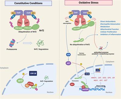 The Role of NRF2 in Bone Metabolism – Friend or Foe?